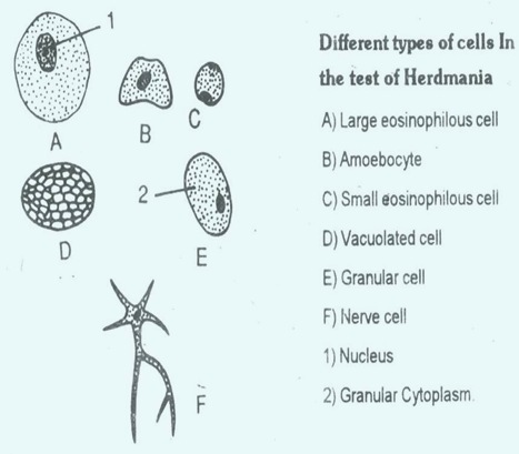 Herdmanla -External characters | BIOZOOM